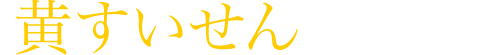 黄すいせん