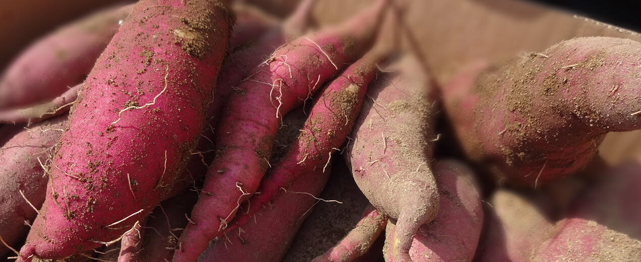 国内産 さつま芋