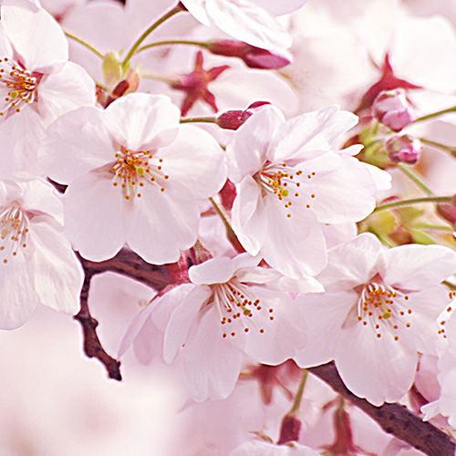 桜どら焼き４個入（オリジナル桜巾着）※熨斗対応不可